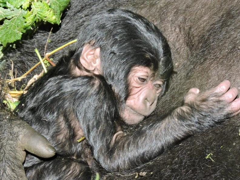 Baby Gorilla, Kibumba area of Virunga National Park, Democratic Republic of the Congo